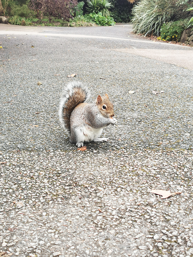 Squirrel