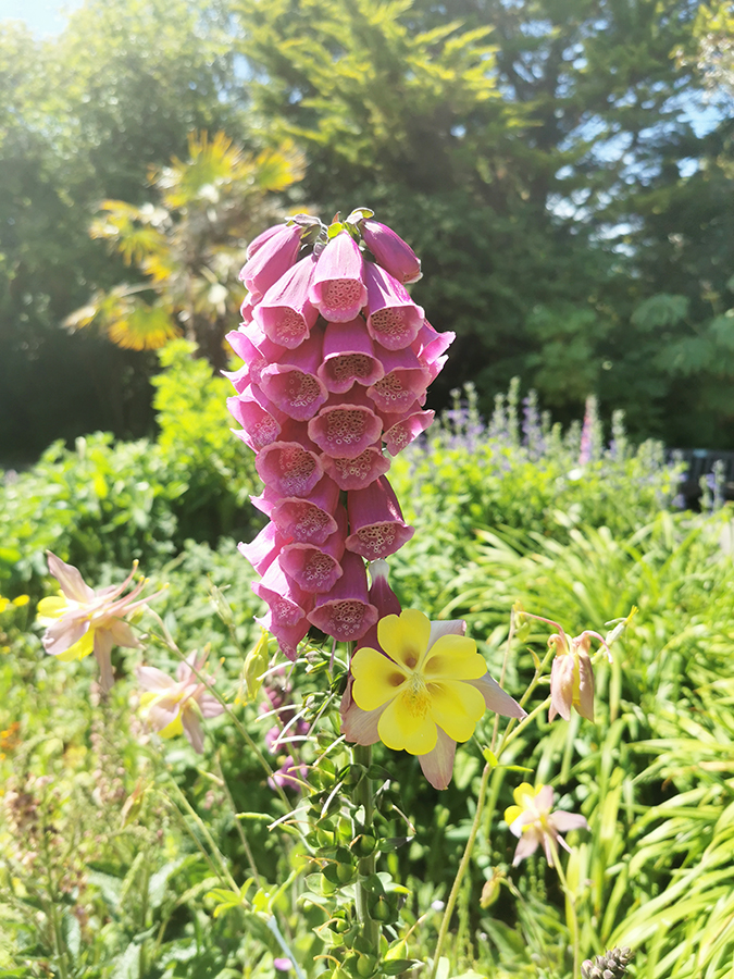 Flowers