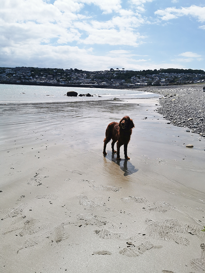 Irish Setter on beach