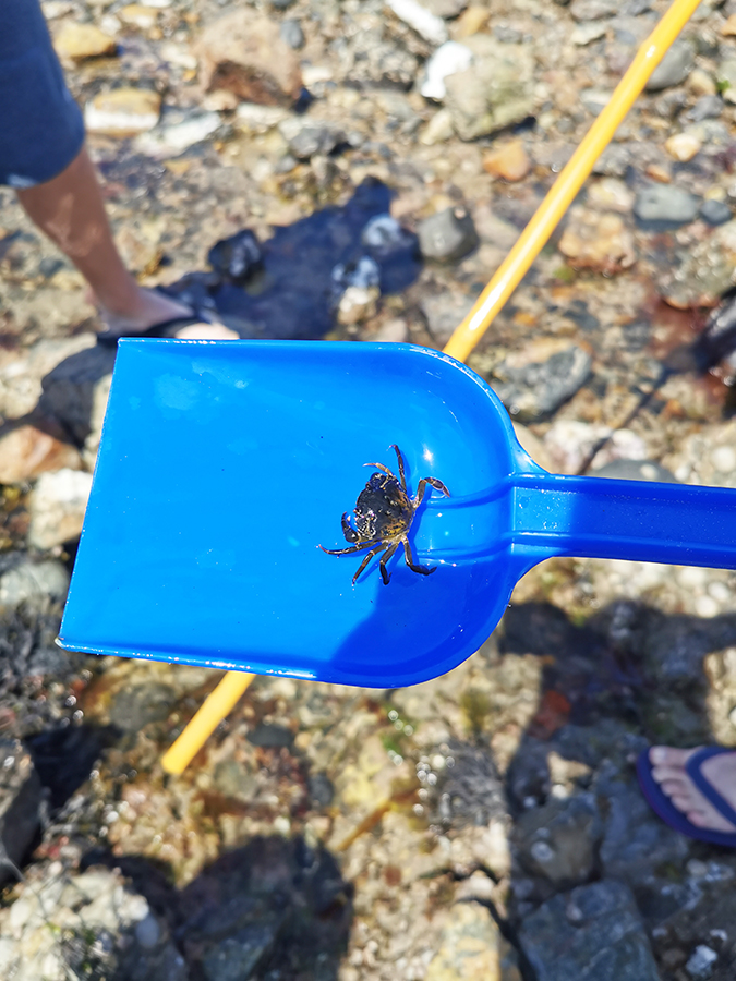 Rock pooling