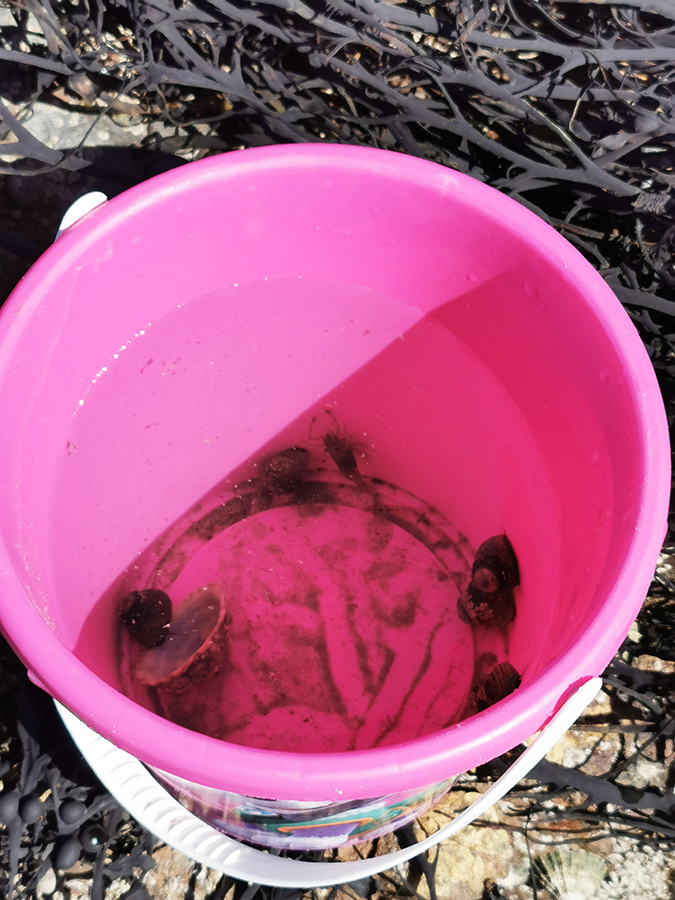 Rock pooling