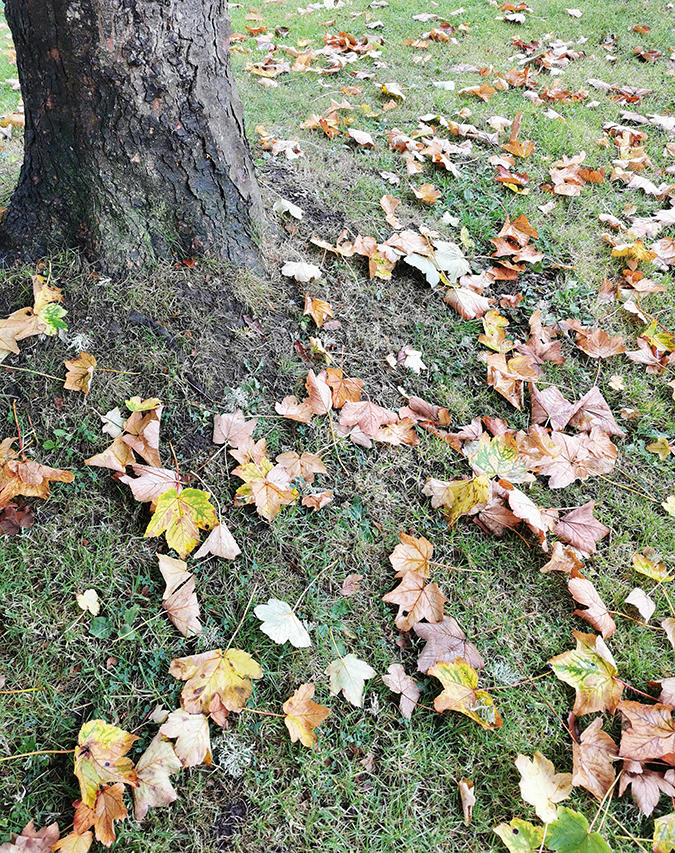 Autumn leaves