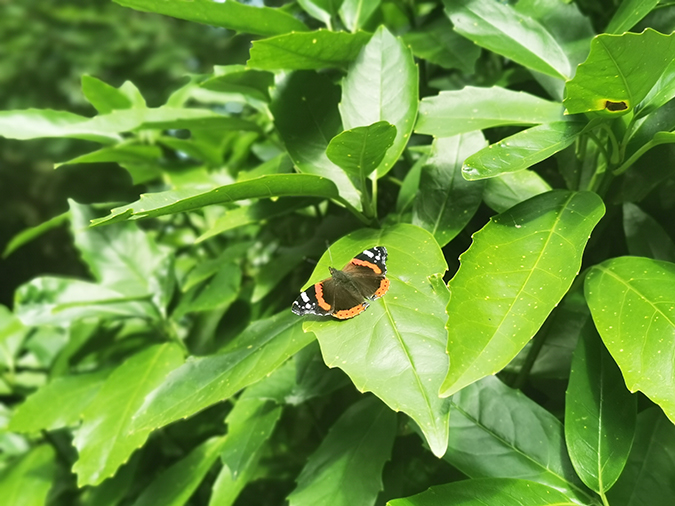Butterfly