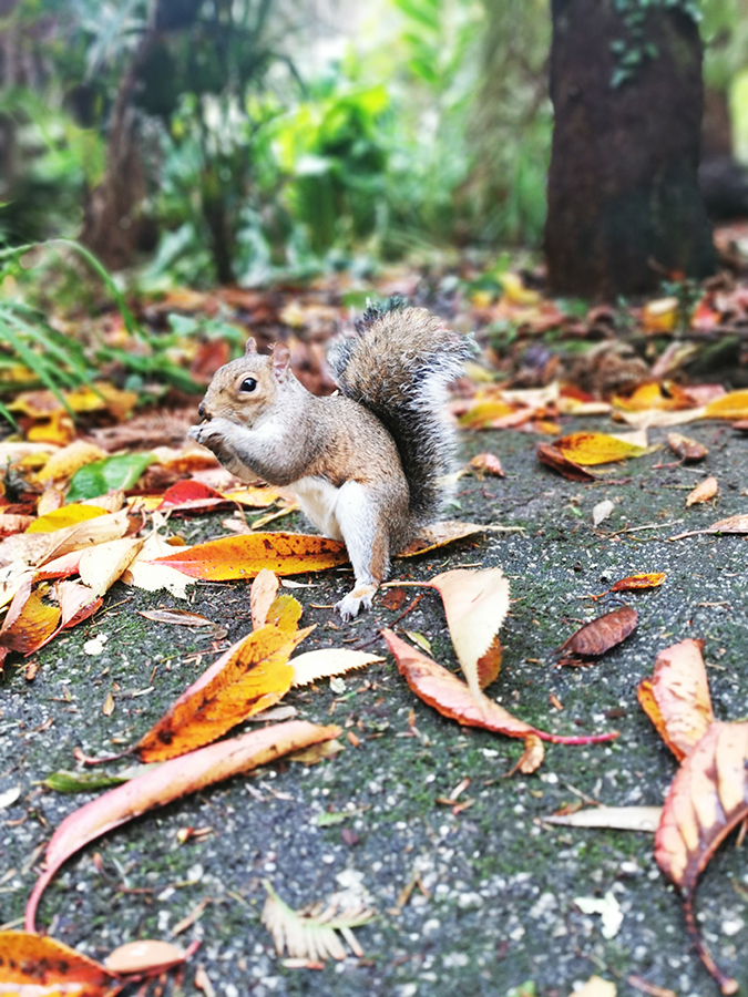 Squirrel