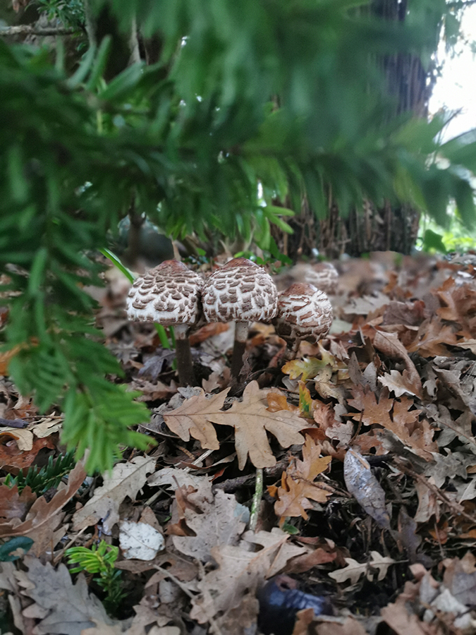 Mushrooms in the park