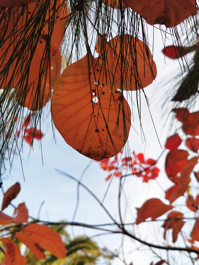 Autumn leaves